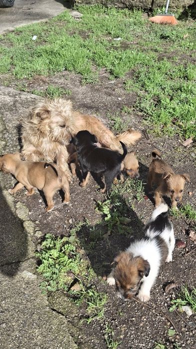 Dá-se cafezinhos bebés