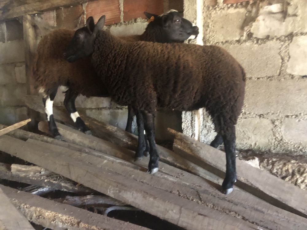 Vendo casal de borregos malhados holandes x texel blue.