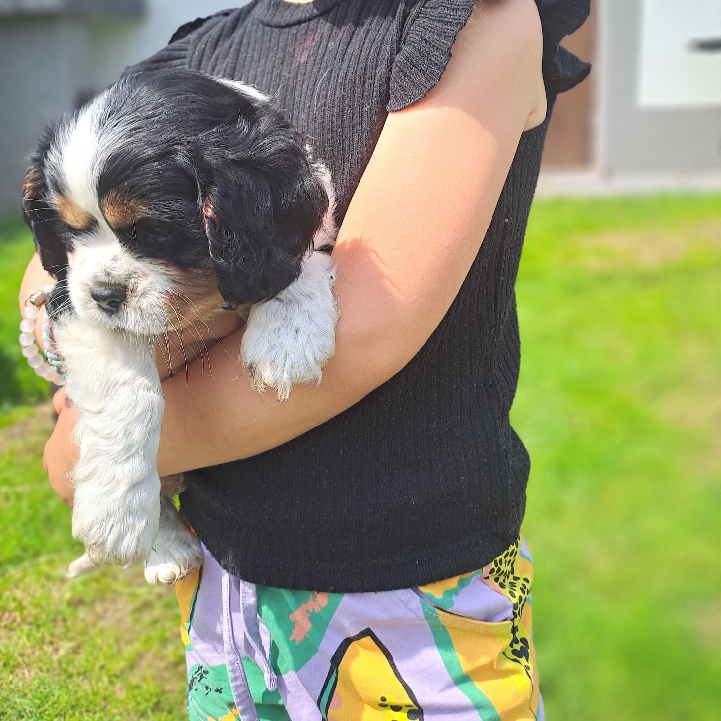 Suczka Cavalier King Charles Spaniel