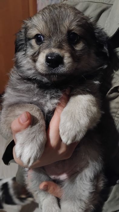 Собачка хоче хазяїна