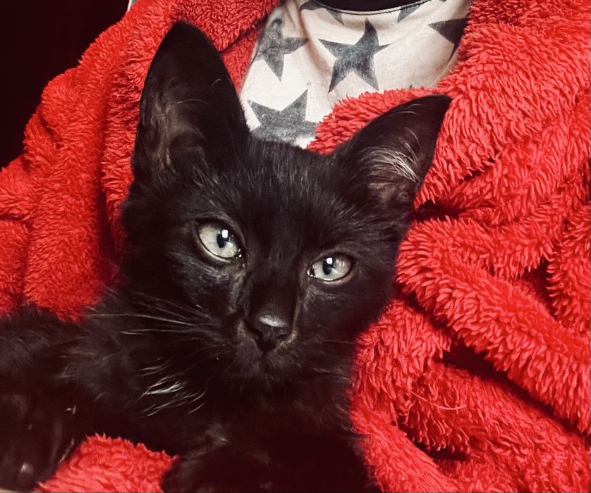 Kotek do pilnej adopcji !!Prosi o kochajacy dom