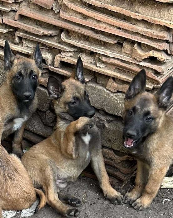 Бельгійська вівчарка малінуа.