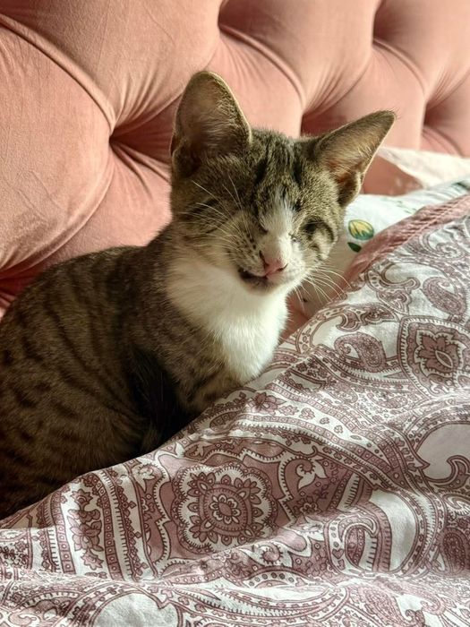 Stevie - niewidomy kotek szuka domu