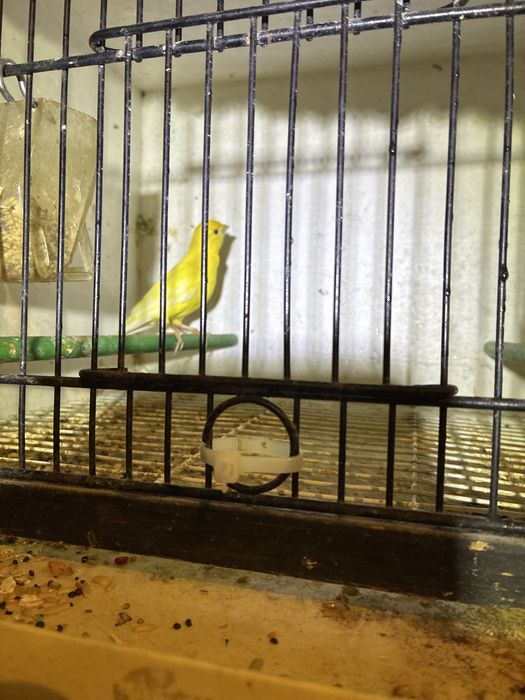 Vendo canario amarelo reprodutor