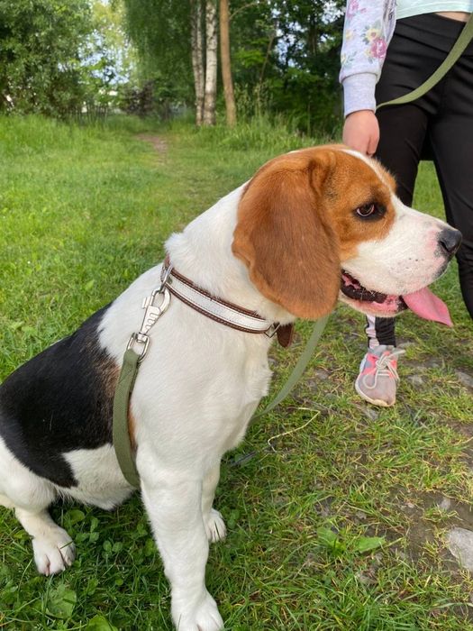 Загубився пес