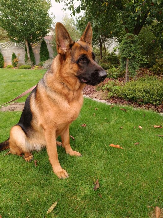 Owczarek niemiecki krótkowłosy SZCZENIAK - ojciec Mistrz Świata Junior