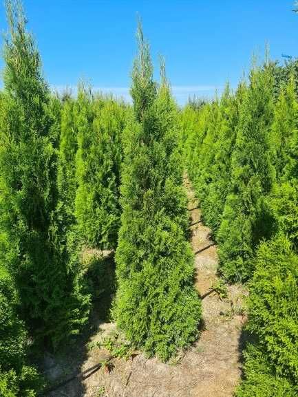 Tuja Szmaragd, Thuja Smaragd 160-180 cm KOŃCÓWKI MATERIAŁU-PRODUCENT