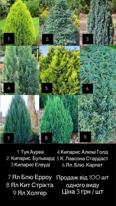 Живці ( черенки )