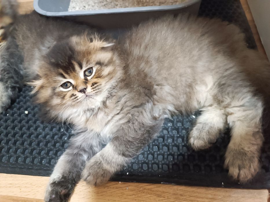 Scottish Highland fold