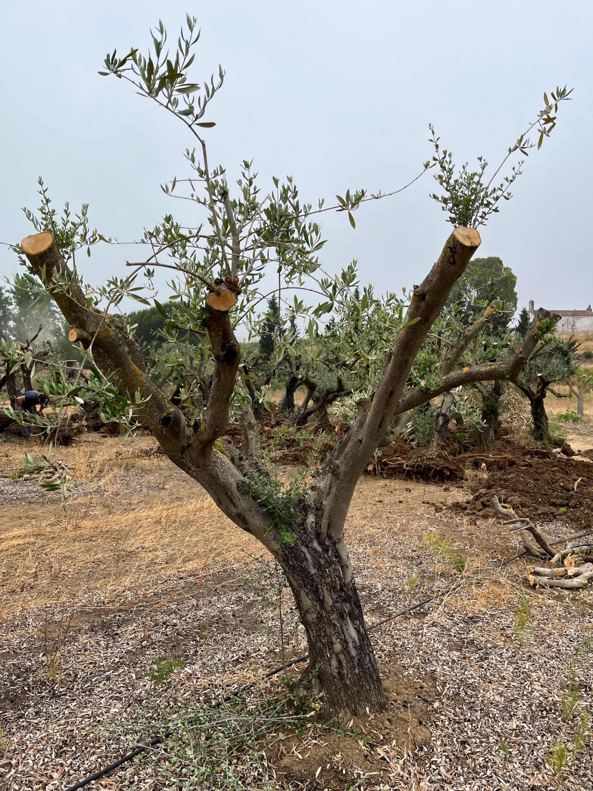 Oliveiras pequenas