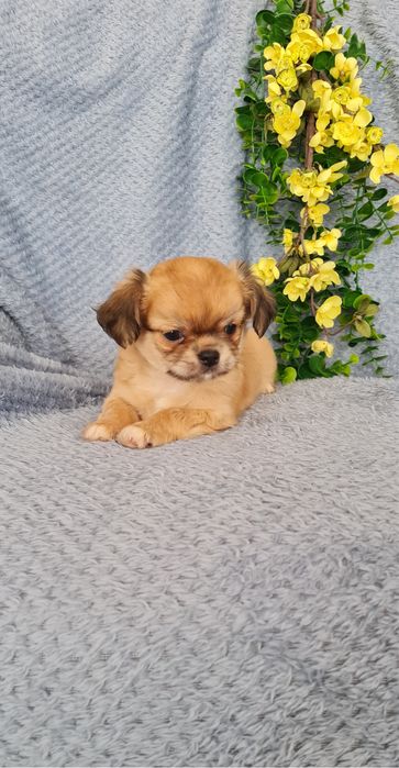 Excecional pelo longo mini Chihuahua.Chiuaua, Qualidade linhagemRussa