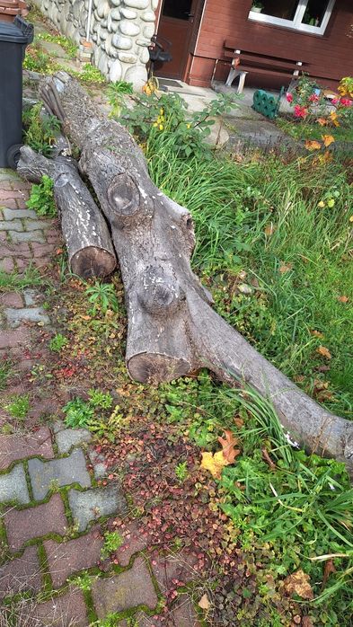 Sprzedam drewno orzecha włoskiego