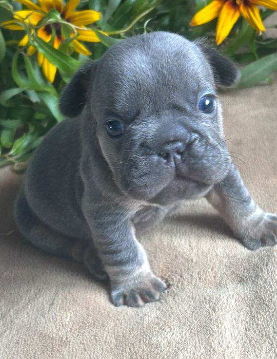 Французькі бульдожки