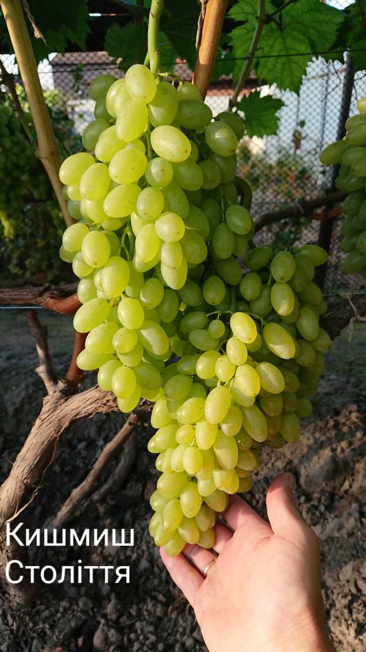 Живці (черенки, чубуки) винограду
