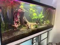 Akwarium 240l full opcja