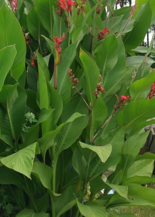 Kanna Paciorecznik kłącza