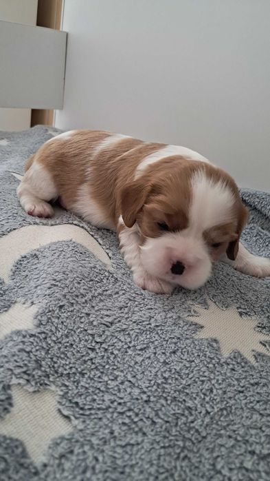 Sprzedam Cavalier king spaniel dziewczynka