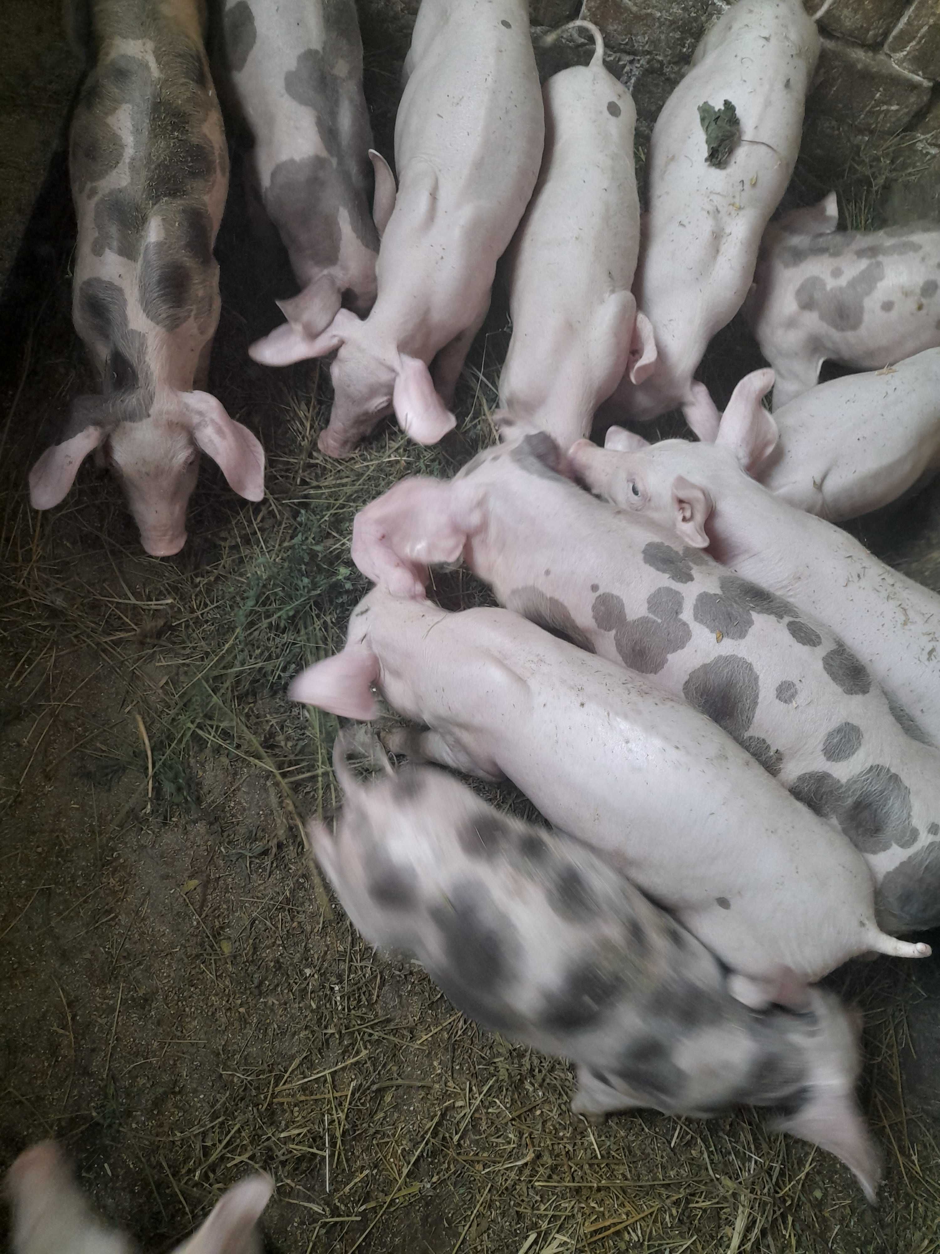 Продам поросят порода велика біла7 неділь.
