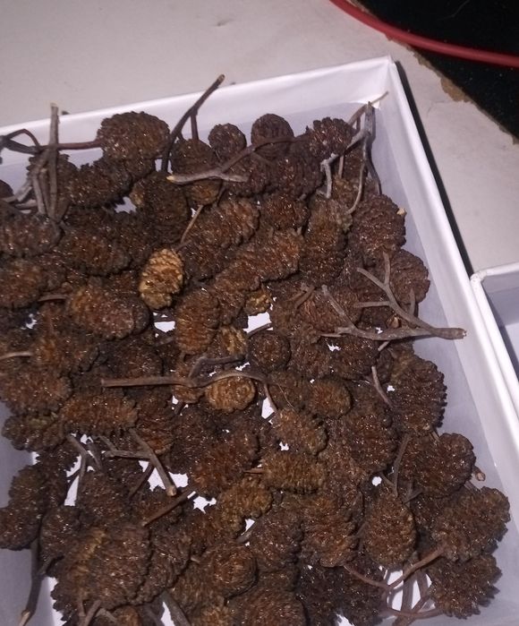 Pinhas de amieiro