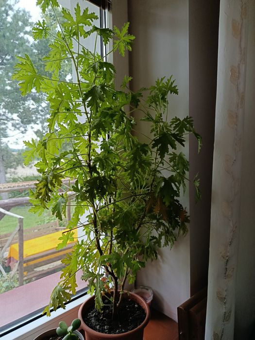 Sadzonka geranium anginka
