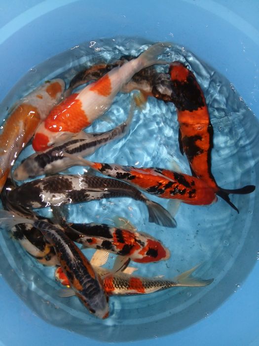 Carpas koi selecção premium