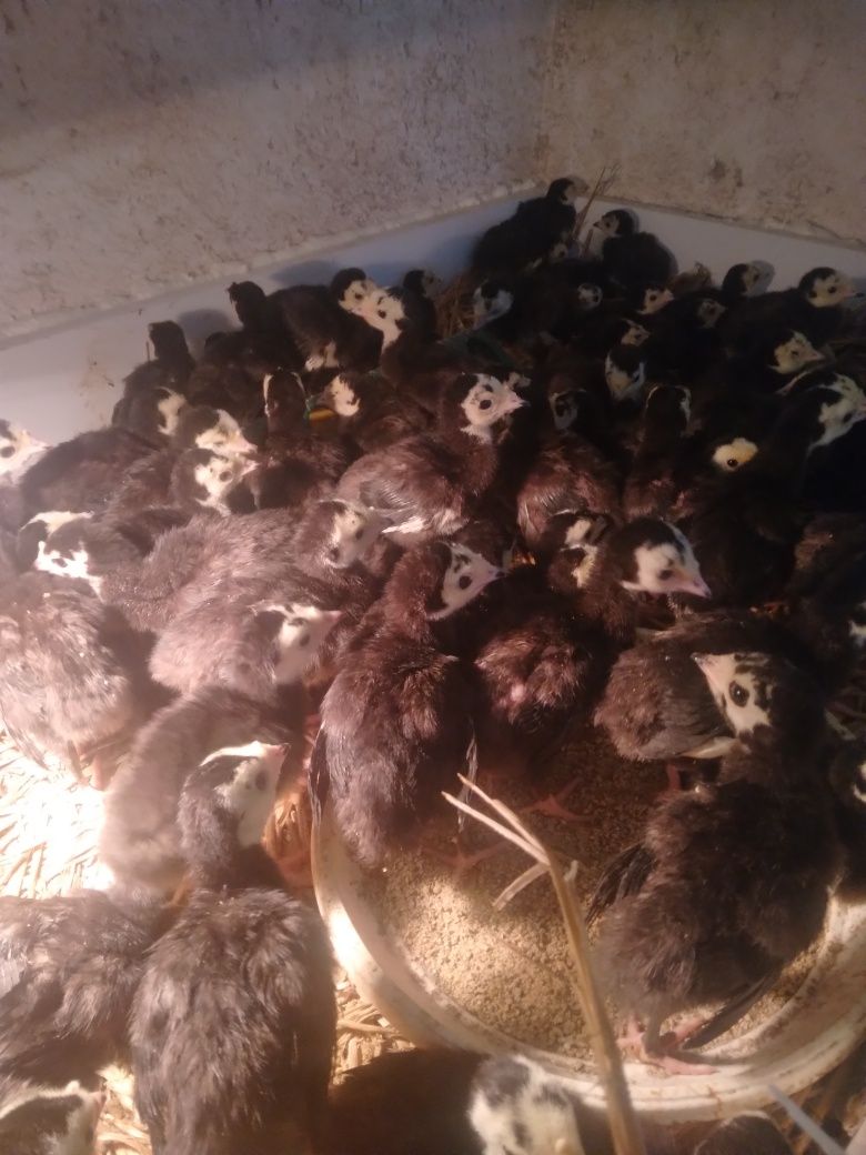 Kaczki pekin dworka staropolskie mulard śnieżne