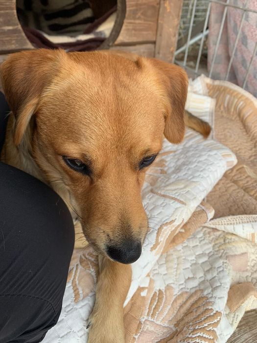 Pilnie potrzebny dom dla pieska Watsona