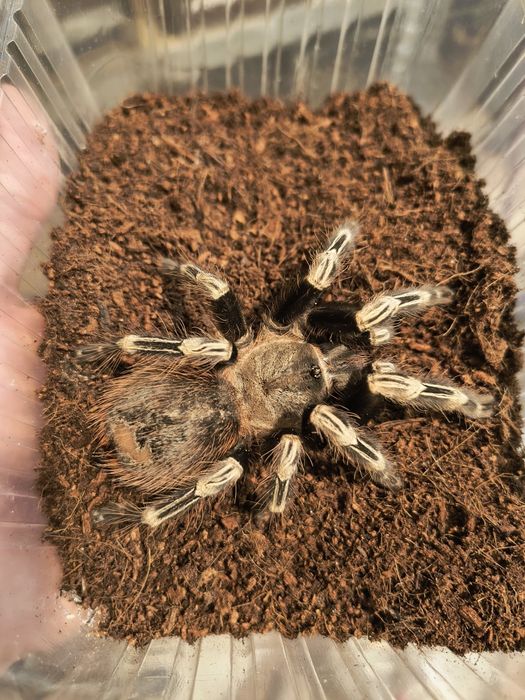 Ptasznik Vitalius chromatus (ex Nhandu) Samica dorosła
