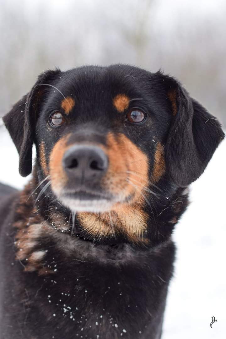 Zima to dla Niego bardzo trudny okres! Piesek do adopcji.