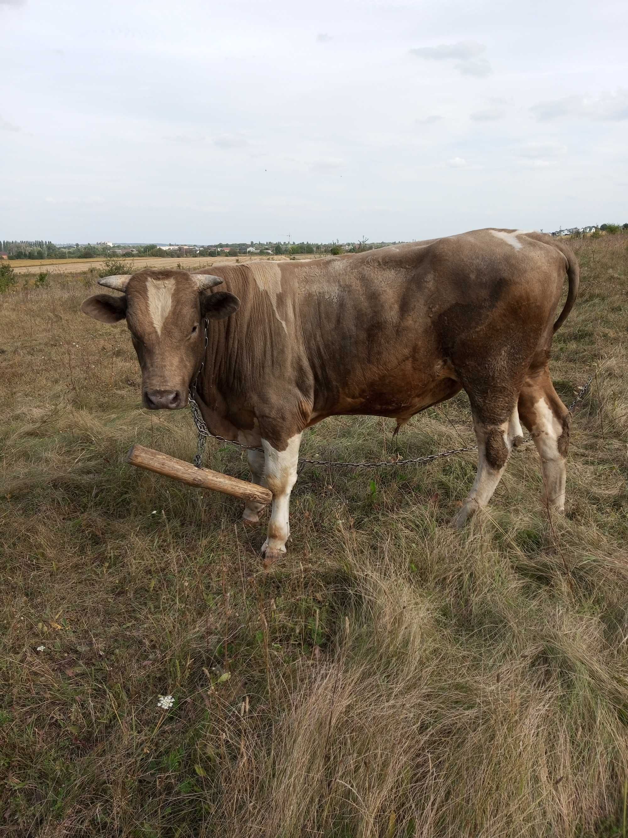 продам Бика на відгодівлю