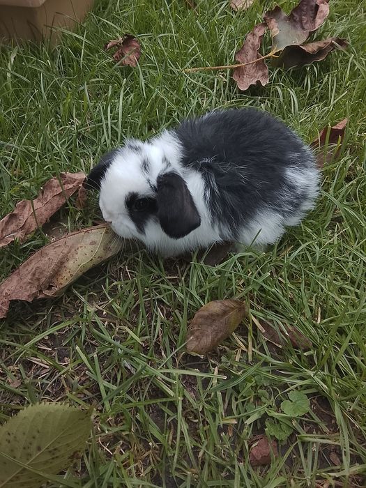 Królik miniaturowy mini lop