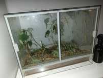 Sporo patyczaków rogatych plus terrarium