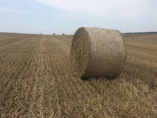 Sprzedam słomę z pszenżyta