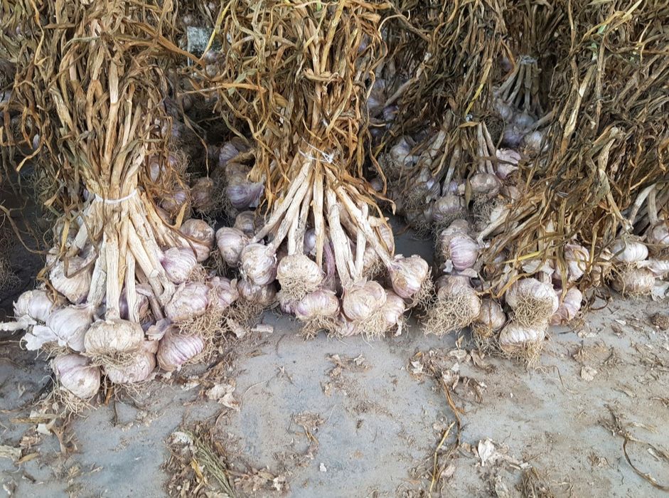 Sprzedam czosnek ekologiczny