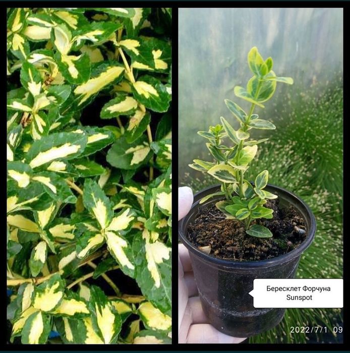 Тамарикс или бисерник