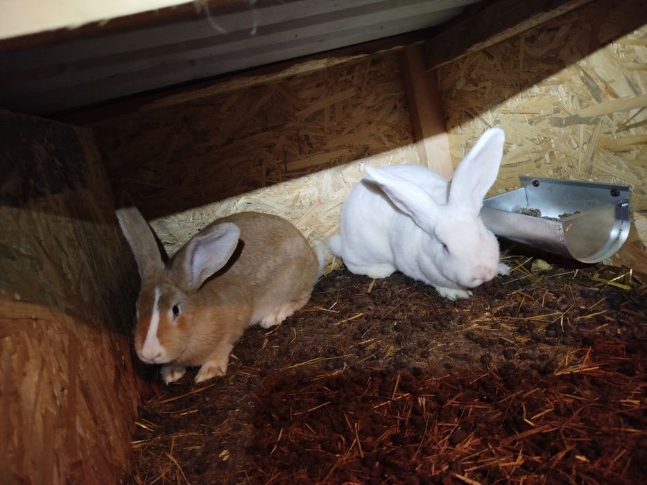 Samiczki młode belgi