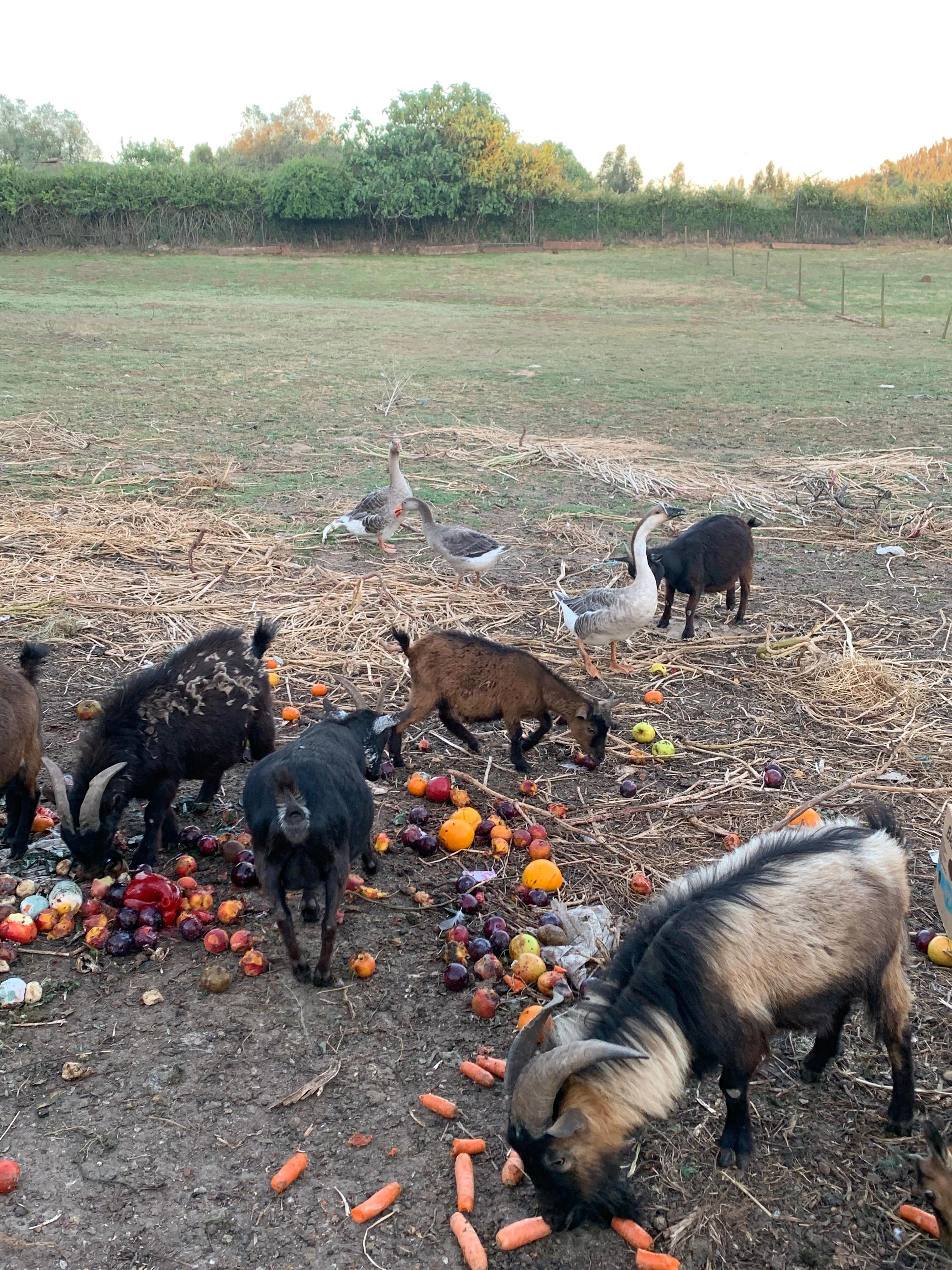 Animais de quinta