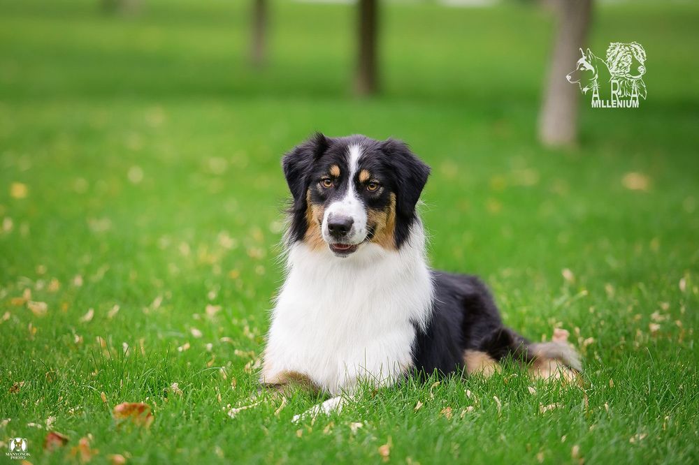 Owczarek australijski (Aussie) — suczka