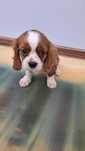 Cavalier king charles spaniel
