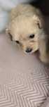Malutki Maltipoo
