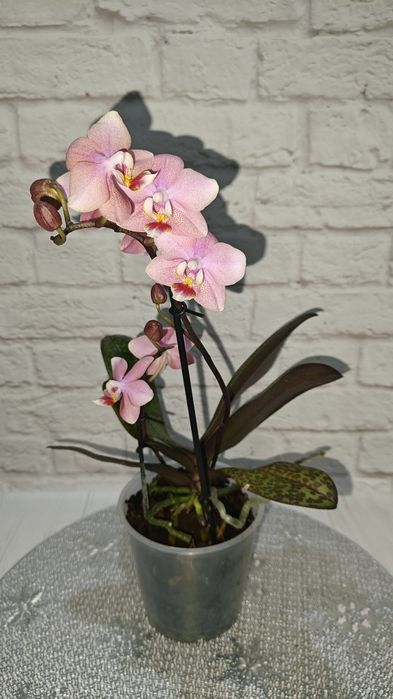 Орхідея сортова Шикарна Монако Будда Дикий кіт Шарлотта Індус Пірат