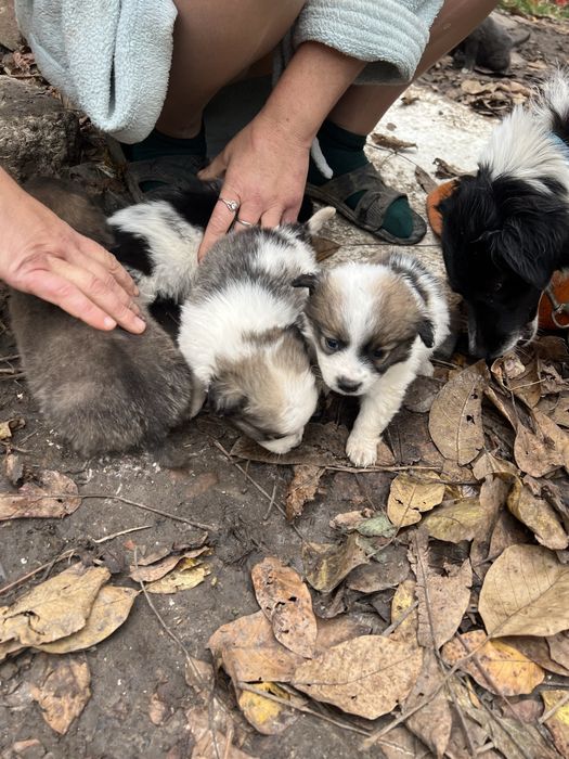 Песики безкоштовно