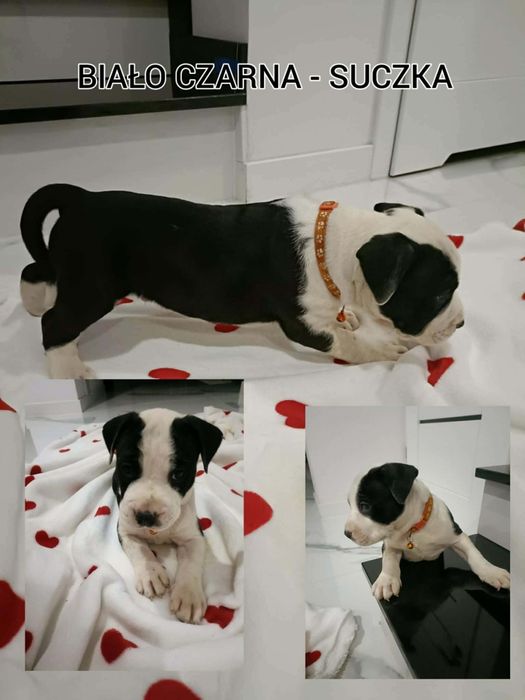 Amstaff szczenięta pieski