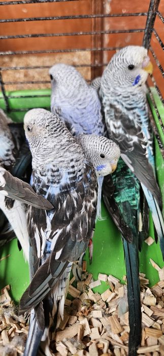 Papuga papugi faliste blackwings 15 sztuk