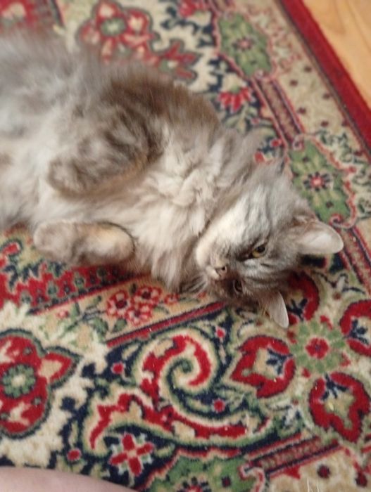 Шукаю теплі і добрі руки для ніжної кицюні