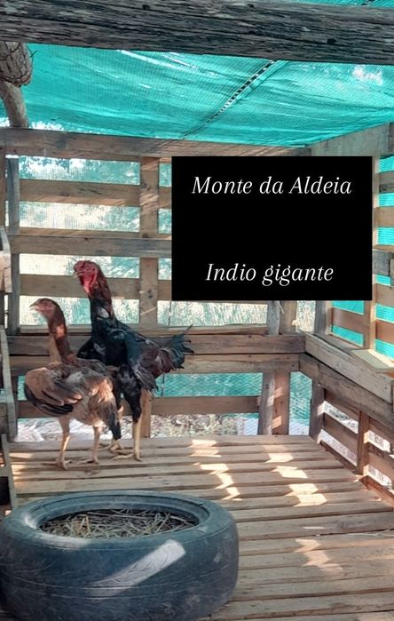 Ovos indio gigante
