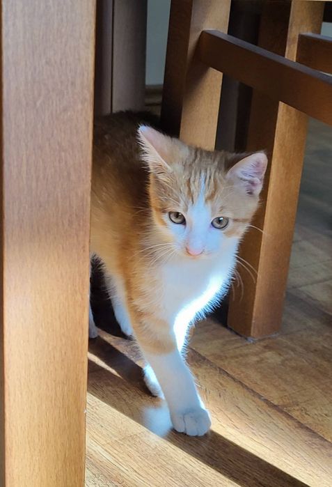 Kotek oddam za darmo