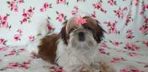 Suczka shih tzu Viva
