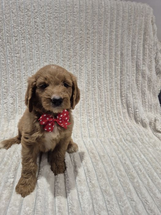 Goldendoodle f1 standard