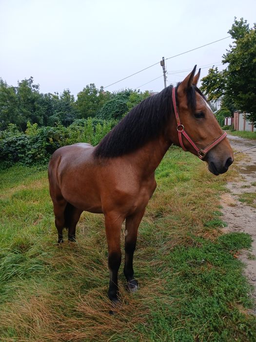 Лошиця кобила               .